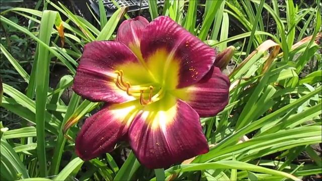 Найт Бикон , миниатюрный 2018г смотреть онлайн