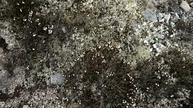 М Безяева гора Маглой смотреть онлайн