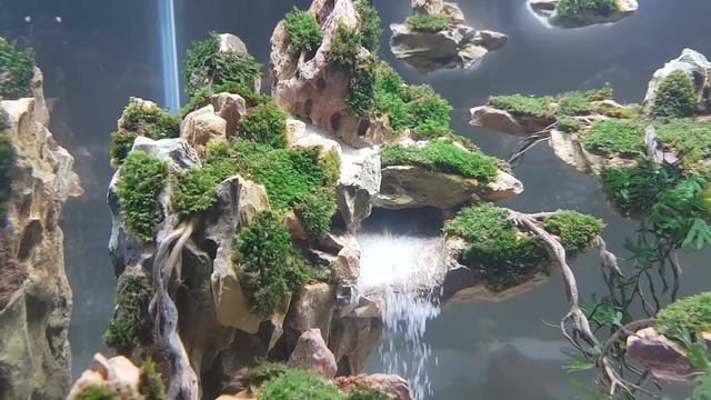 Hồ thủy sinh đá tiger bay, thác cát. Hồ siêu trong 60x40x40 mới hoàn thiện setup. 0932675175 смотреть онлайн