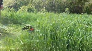 РОЖЬ как сидерат   когда лучше запахать