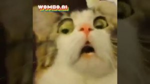 Хеликоптер паракоптер (мемный кот поёт)