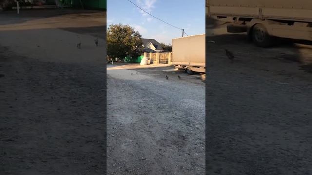 Самые быстрые птицы смотреть онлайн