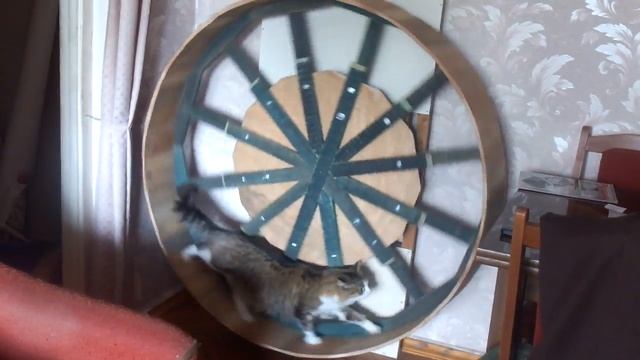 Тренажер для котов смотреть онлайн