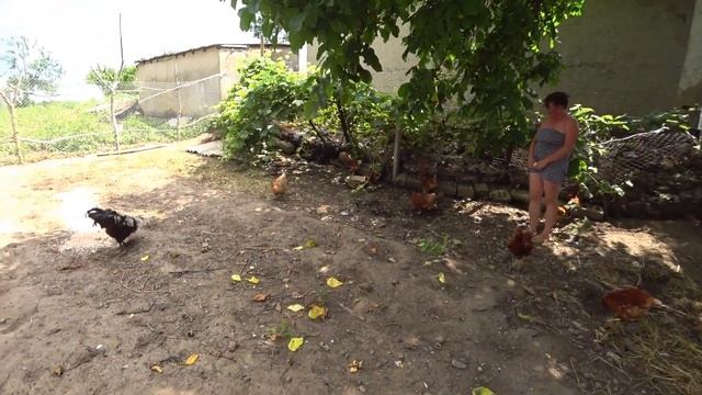 несушки домашние уход кормление и добавки, мы от всего отказались даем зерно рыбу и ракушку смотреть онлайн