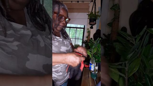 ZZ Plant Killer/Overwatering (Zamioculcas Zamiifolia) what kills it? ...and how to propagate them смотреть онлайн