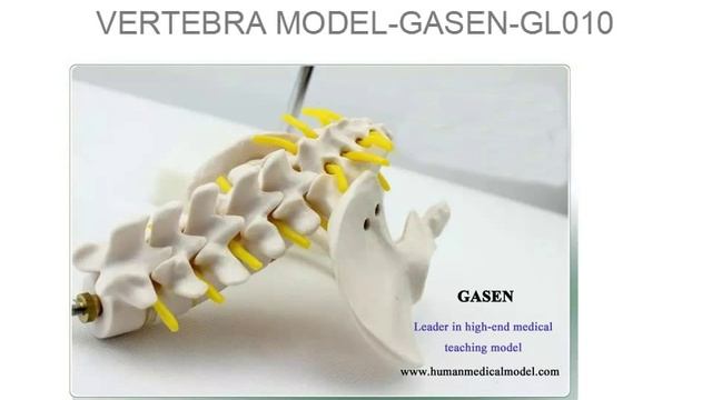 ПОЯСНИЧНОГО ОТДЕЛА ПОЗВОНОЧНИКА СКЕЛЕТ MODELSMALL ТАЗ ПЯТЬ ПОЯСНИЧНЫХ ПОЗВОНКОВ GASEN GL010（副本） смотреть онлайн