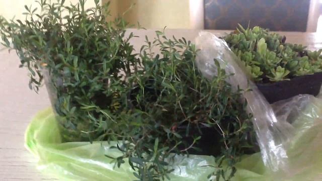 Гвоздика травянка из семян и камнеломка из магазина смотреть онлайн