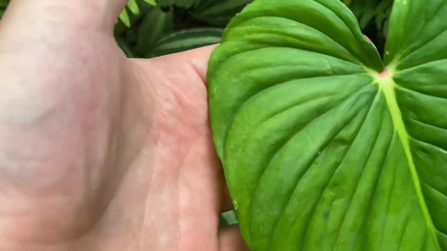 Philodendron Sodiroi Vs. Sodiroi aff. смотреть онлайн