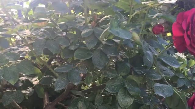 Роза Falstaff. Неправильный выбор места посадки. Учимся на чужих ошибках смотреть онлайн