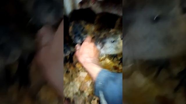 Разведение нутрий смотреть онлайн