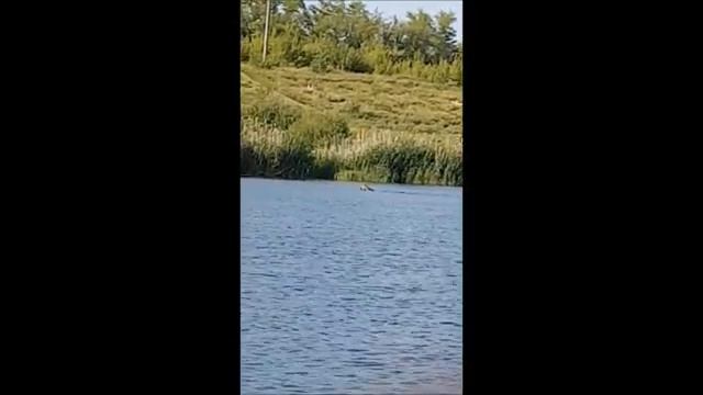 Лось переплыл озеро в Пензе смотреть онлайн