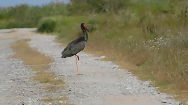 ciconia with ciconia nigra - birds of Greece смотреть онлайн