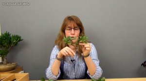 Укоренение толстых черенков крассулы (ч.1).