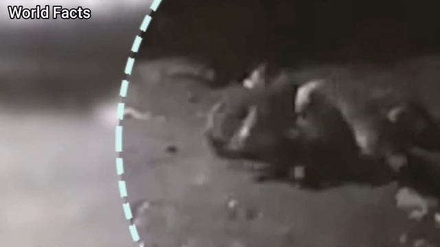 Волкодав против Волка - реальная битва. Волк VS собака - кто сильнее?! ? смотреть онлайн