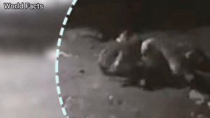 Волкодав против Волка - реальная битва. Волк VS собака - кто сильнее?! ?