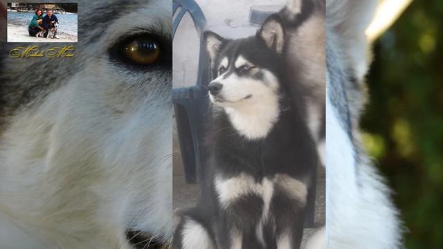 Alan London - Life Symphony - Part1