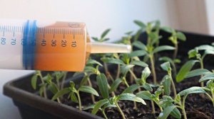 Полила и не ожидала такого эффекта! Янтарная кислота главный секрет крепкой рассады и супер урожая.