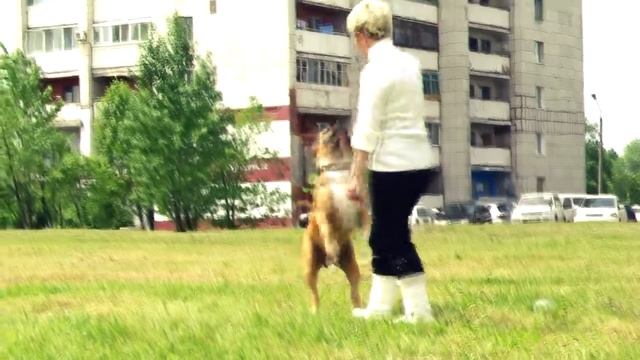 Танец "Кантри". Амстафф Яша смотреть онлайн
