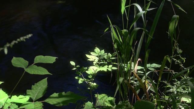 Мистика в лесу смотреть онлайн