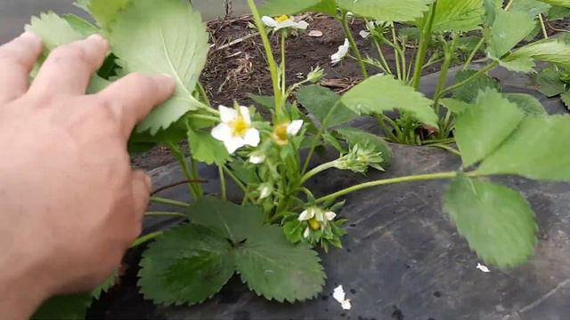 Клубника в теплицы сорт альба поздняя посадка смотреть онлайн