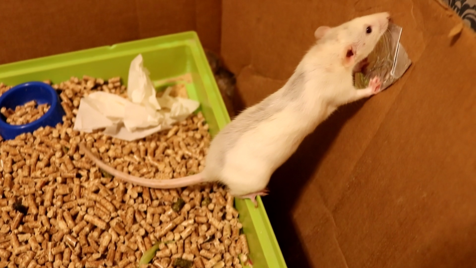 В ЗООМАГАЗИНЕ ПРОДАЛИ БЕРЕМЕННУЮ КРЫСУ? смотреть онлайн