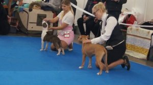 Тика 05 11 расстановка