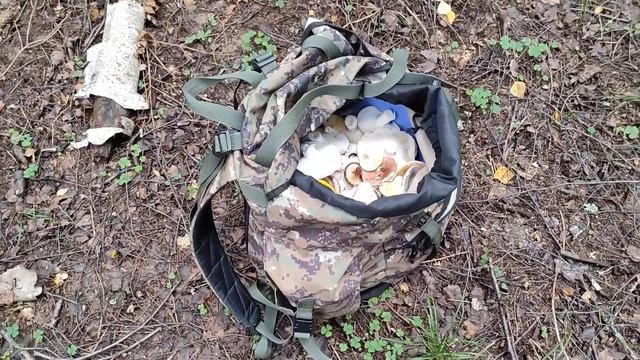 Собираем сыроежки для жюльена! Грибы Подмосковья 13.08.2021. смотреть онлайн