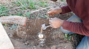 Прививка винограда на шелковицу