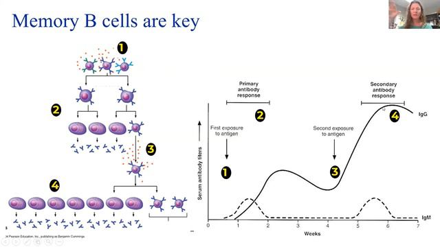 The Friday Forum - Understanding our Immune System, Viruses and Vaccines. смотреть онлайн