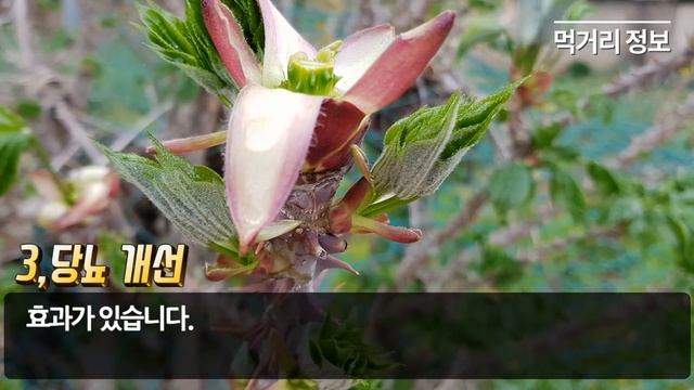 '산삼나무' 엄나무순의 효능 부작용까지 한 번에!the efficacy of Kalopanax septemlobus смотреть онлайн