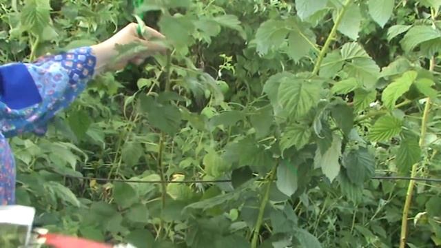 МОЙ НОВЫЙ ГАДЖЕТ для САДА ПОДВЯЗЧИК ТАПЕНЕР от 7 СЕМЯН смотреть онлайн