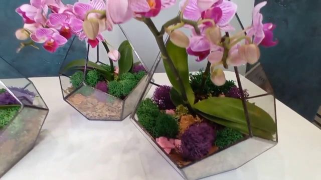 Орхидариум (флорариум с орхидеей) в капле S, высота 24 см, диаметр 18 см смотреть онлайн