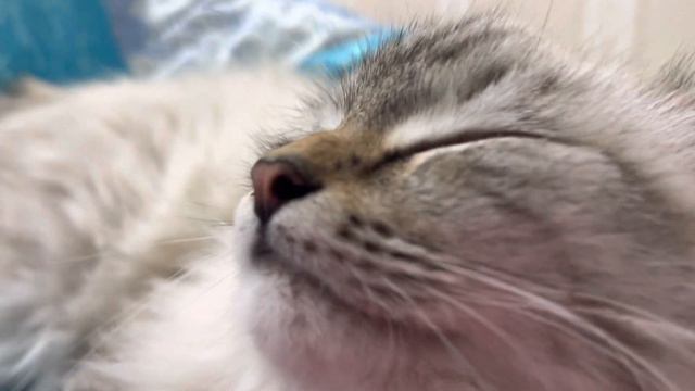 АСМР КОТ, 10 минут мурлыканья без регистрации и смс, на всю громкость смотреть онлайн