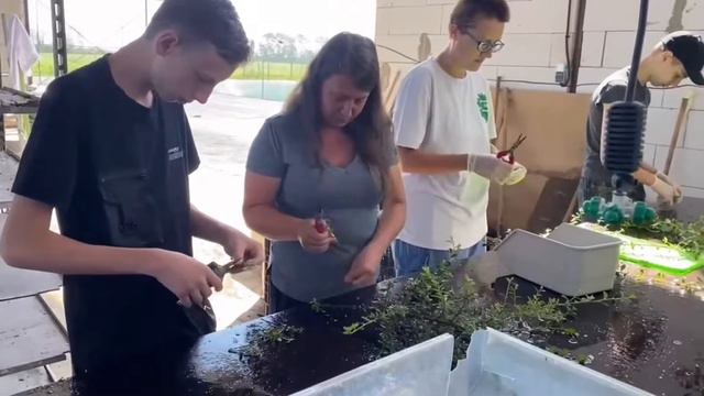 Применение препаратов для укоренения черенков