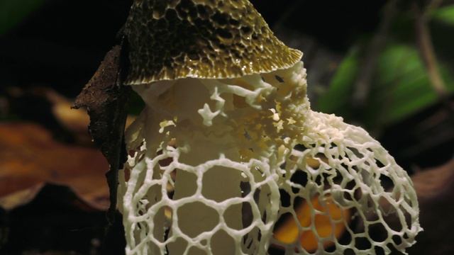 BBC: Планета Земля 8 серия «Джунгли» (сериал, 2006) смотреть онлайн