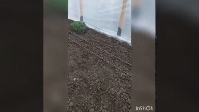КАК САЖАТЬ ПОМИДОРЫ В ТЕПЛИЦЕ? смотреть онлайн