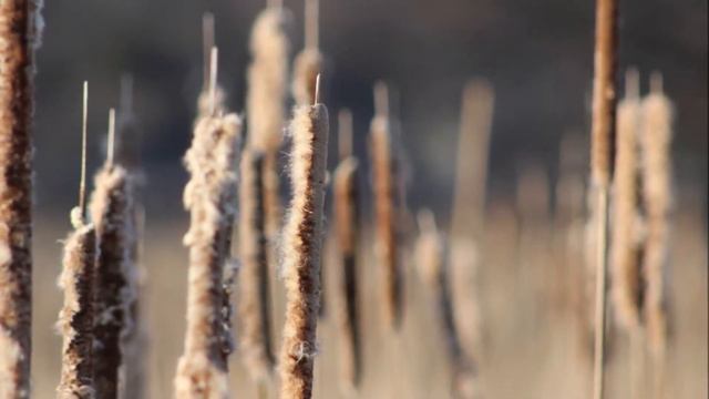 Heart Songs - 71 Cat-Tail Song - Native American Style Flute Improvisations by Ken McGarity смотреть онлайн
