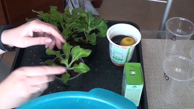 Последняя пикировка петунии. смотреть онлайн