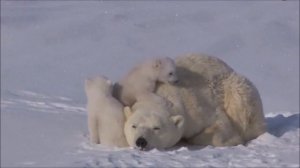 белая медведица с медвежатами