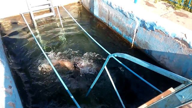 Купель возле Ханжёнково смотреть онлайн