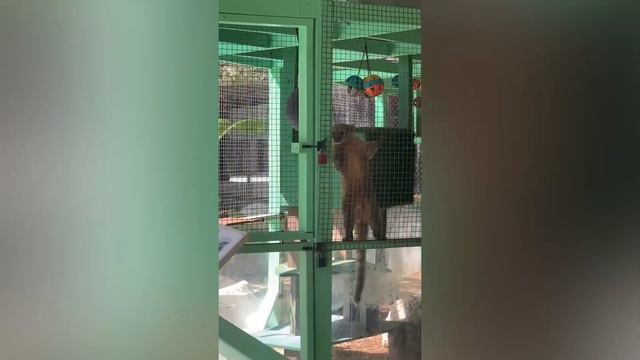 Спустя ГОДЫ Животные Встретились Со Своими Хозяевами! Попробуй НЕ ЗАПЛАКАТЬ!(0) смотреть онлайн