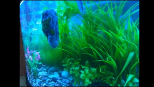 Плавающие камни для аквариума смотреть онлайн