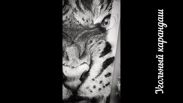 Как рисовать тигра по фото. Как нарисовать тигра. Рисуем тигра. Рисунок тигр #рисуемтигра