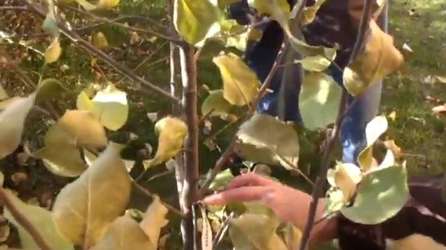 Груши, яблони, вишня, слива. Выездная консультация. Павлова Ирина смотреть онлайн