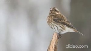 Матрица Гаряева №2.1 Формирование новых световых/нейрон. импульсов в теле физ.и энерг/против Герпес