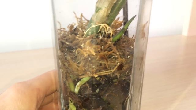 Удачная реанимация каттлеи без корней. Новые корни и росточки. Содержание каттлеи в закрытой систем смотреть онлайн