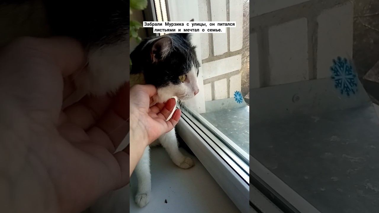 Мурзик счастлив в семье. #добро #кот #мурзик #любовь #питомец #лайк #спасение #осень смотреть онлайн