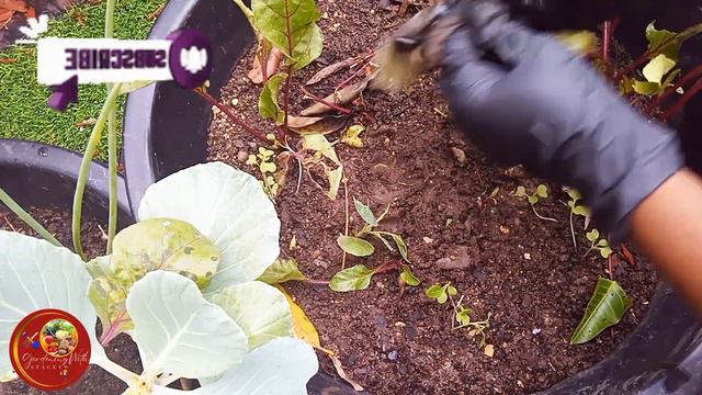 One day In The Garden/Transplanting/Planting/ Replanting 🇯🇲JamaicanBackyardGarden смотреть онлайн