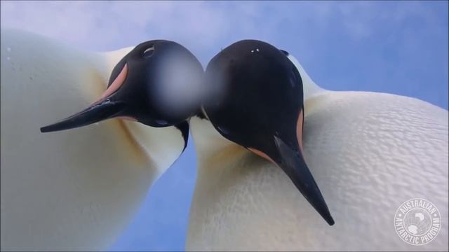 Penguin selfie offers bird’s eye view смотреть онлайн
