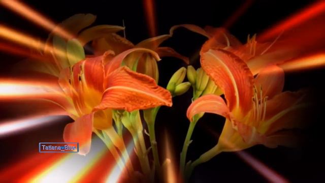 Michel Pépé - Fleur De Lys (Relaxing Music) смотреть онлайн